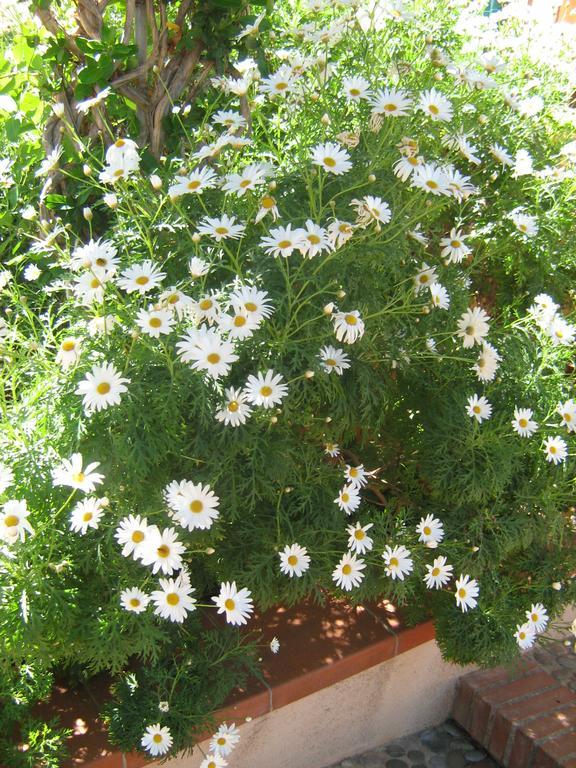 체팔루 Terrazza Mimosa 아파트 외부 사진